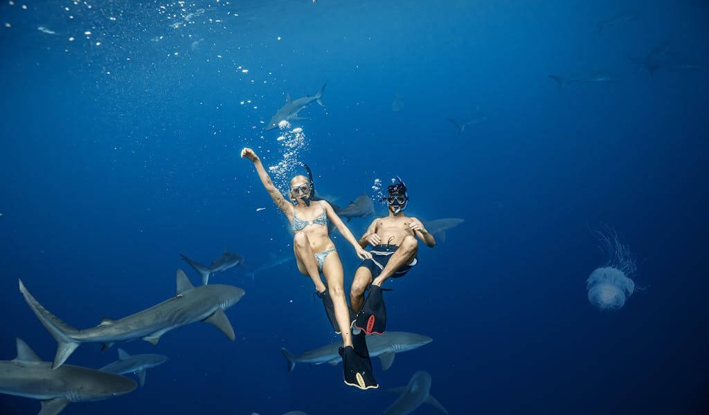 activite plongee avec requins