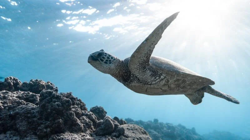 animaux-du-cap-vert animaux du cap vert, tortue marine qui nage